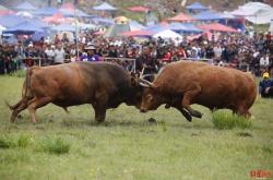 NG SPORTS-阿扎伦卡迎来十二赛季出色发挥，公牛观众热烈欢呼！